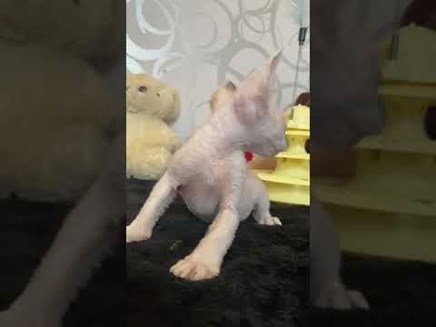 Jack — а Sweet Boy of Devon Rex Breed Jack — а Sweet Boy of Devon Rex Breed