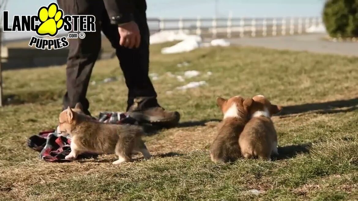 Cuddly Welsh Corgi Puppies