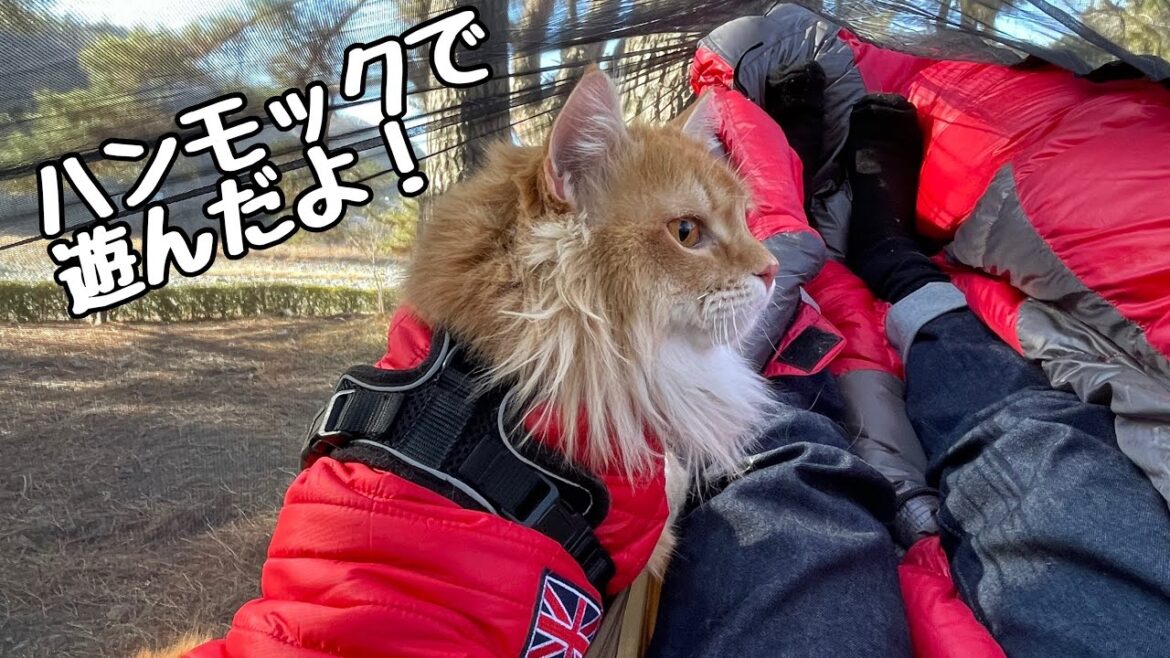 ハンモックを初体験した猫ちゃんがこちら♪【アメリカンカール】