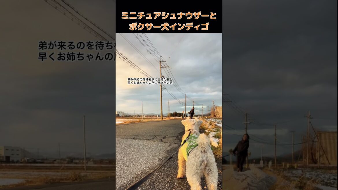 【ミニチュアシュナウザーとボクサー犬インディゴ】夕方の散歩 やっぱりみんな一緒がいいね #shorts #ミニチュアシュナウザー #ボクサー犬