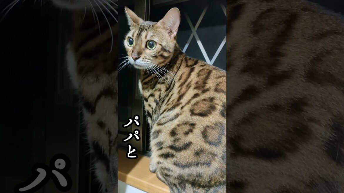 ママに怒られた猫😹#cat #shorts #ベンガル