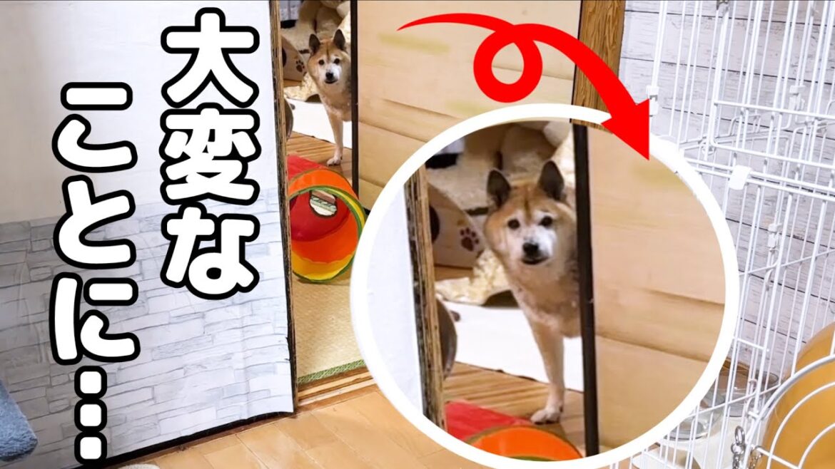 お部屋に異変が起きるとすぐに知らせてくれるリーダー柴犬 お部屋に異変が起きるとすぐに知らせてくれるリーダー柴犬
