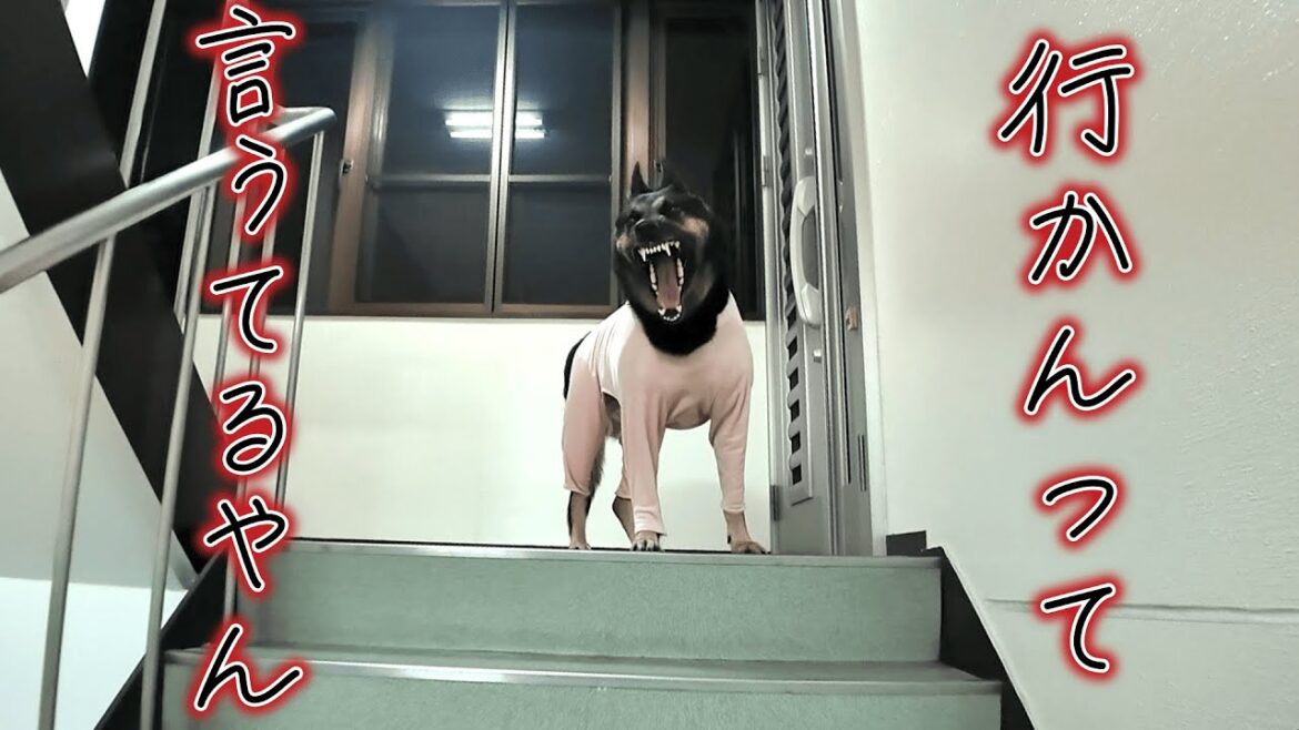愛犬をトイレに「行こう」と誘ったら来ないので、逆に「来なくていいよ」と言ってみた結果…w 愛犬をトイレに「行こう」と誘ったら来ないので、逆に「来なくていいよ」と言ってみた結果…w