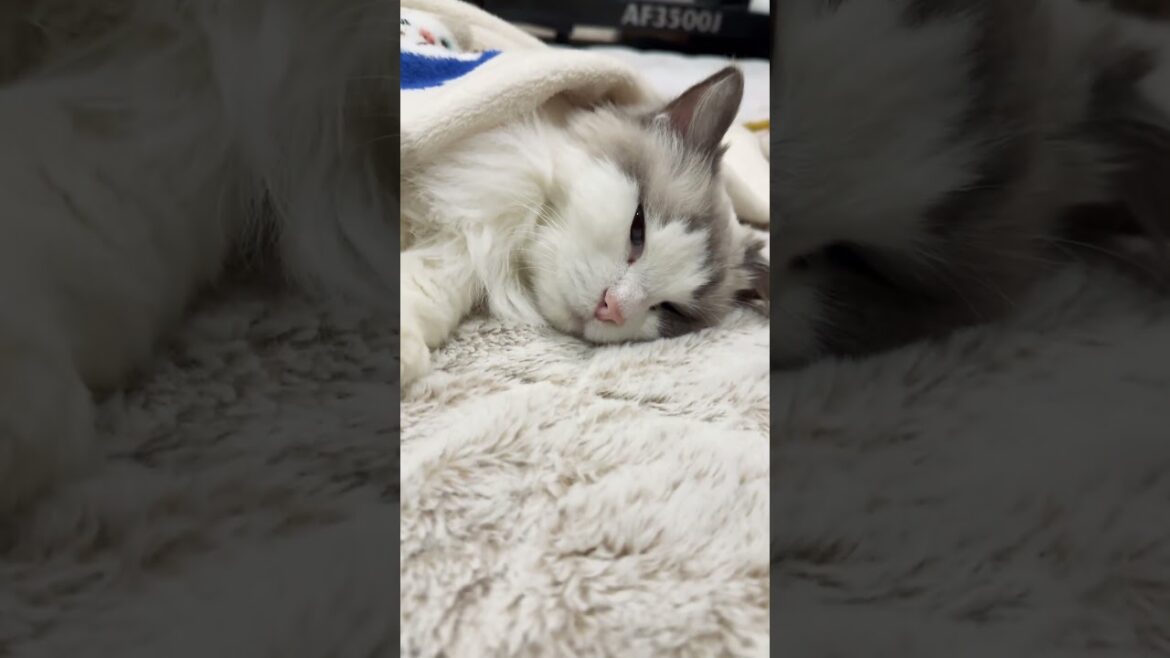 【ラグドール】アリスのおひるね💤