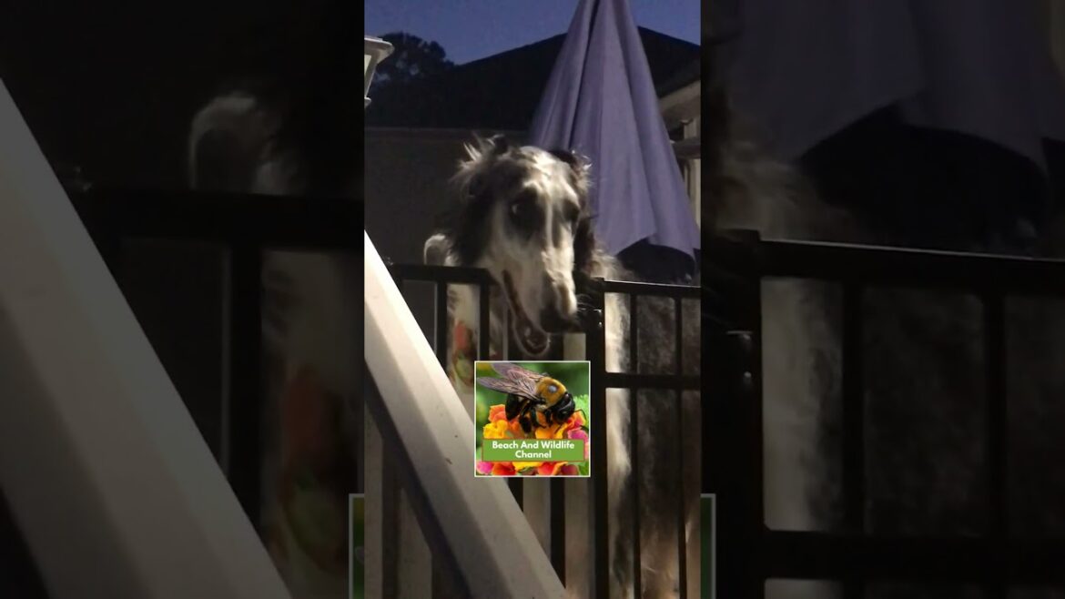 This Russian WOLFHOUND Is BIGGER Than You 😮 and SWEETER! 😂💖 #wolfhound #borzoi #dogs