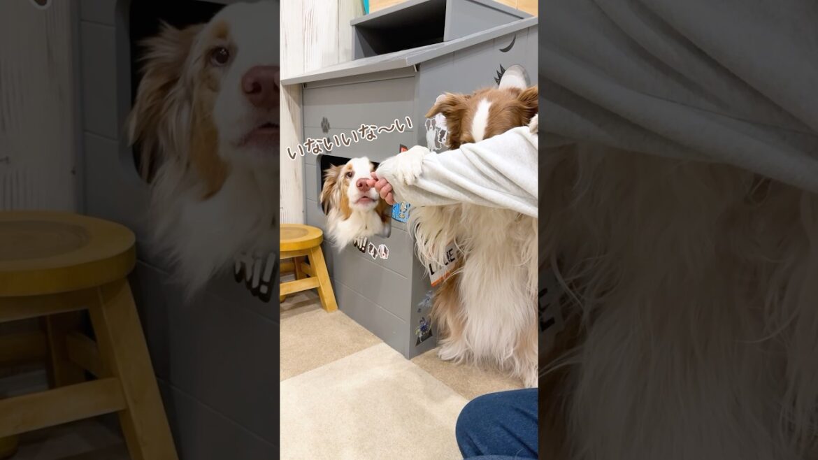 いないいないばぁ！をする犬達が可愛すぎてニヤニヤが止まらない🤤笑【ボーダーコリー・オーストラリアンシェパード】#shorts