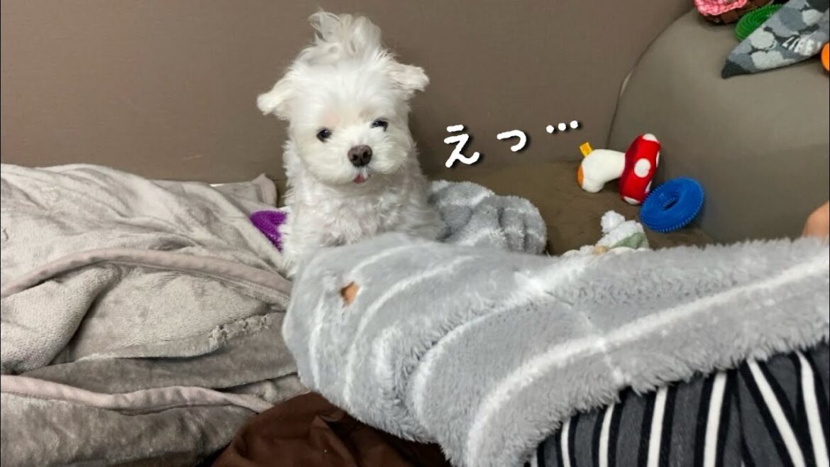 大切なおもちゃを隠されて絶望する犬