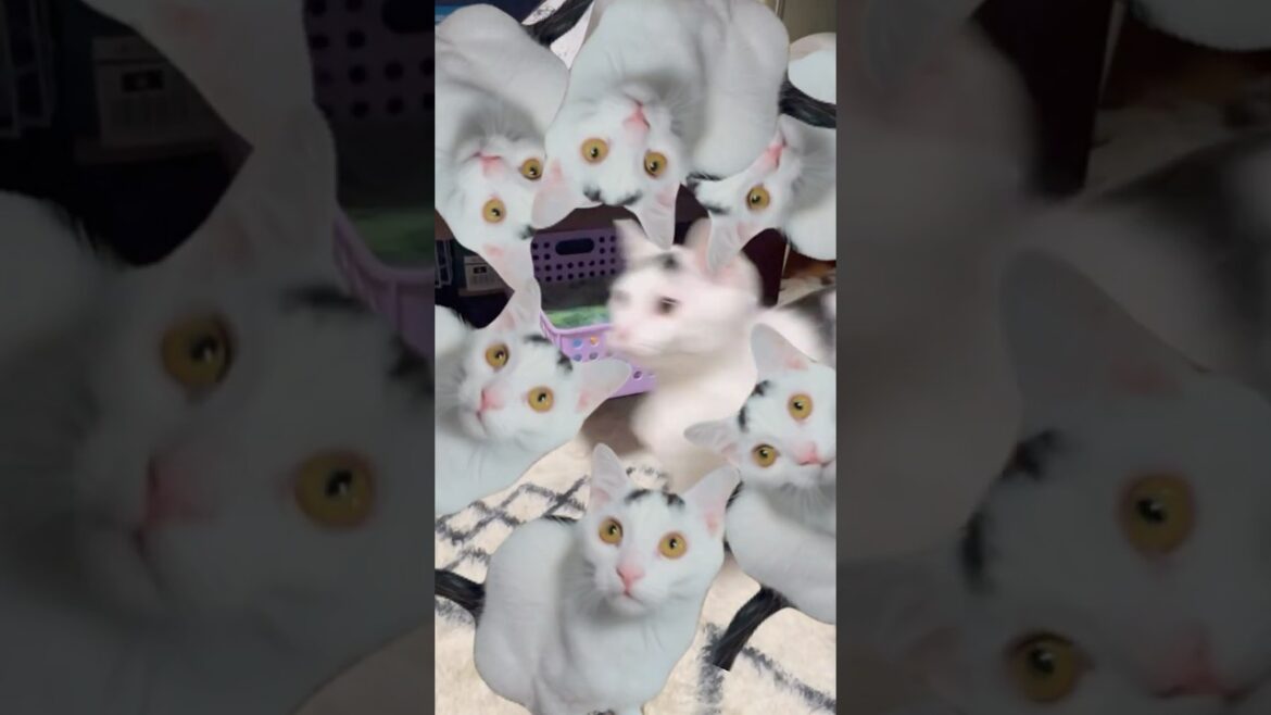 わため富士のうた、ミルねーさん＃shorts＃ねこ＃保護猫＃cat
