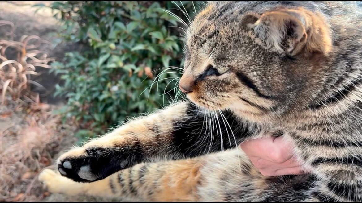 抱っこより今は得意のジャンプでスリスリ甘えたい猫ニャッハー