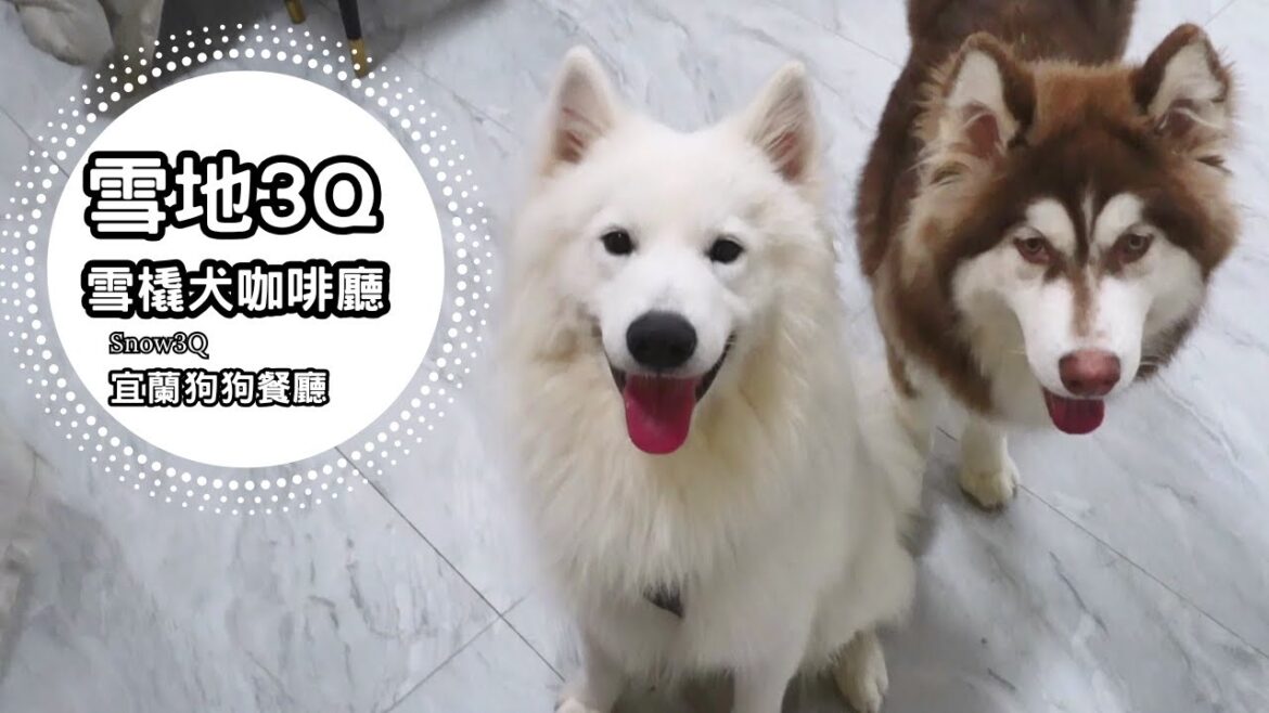萌萌薩摩耶、頑皮哈士奇！宜蘭新開幕雪橇犬咖啡廳🤩｜雪地3Q雪橇犬咖啡廳 宜蘭縣員山鄉