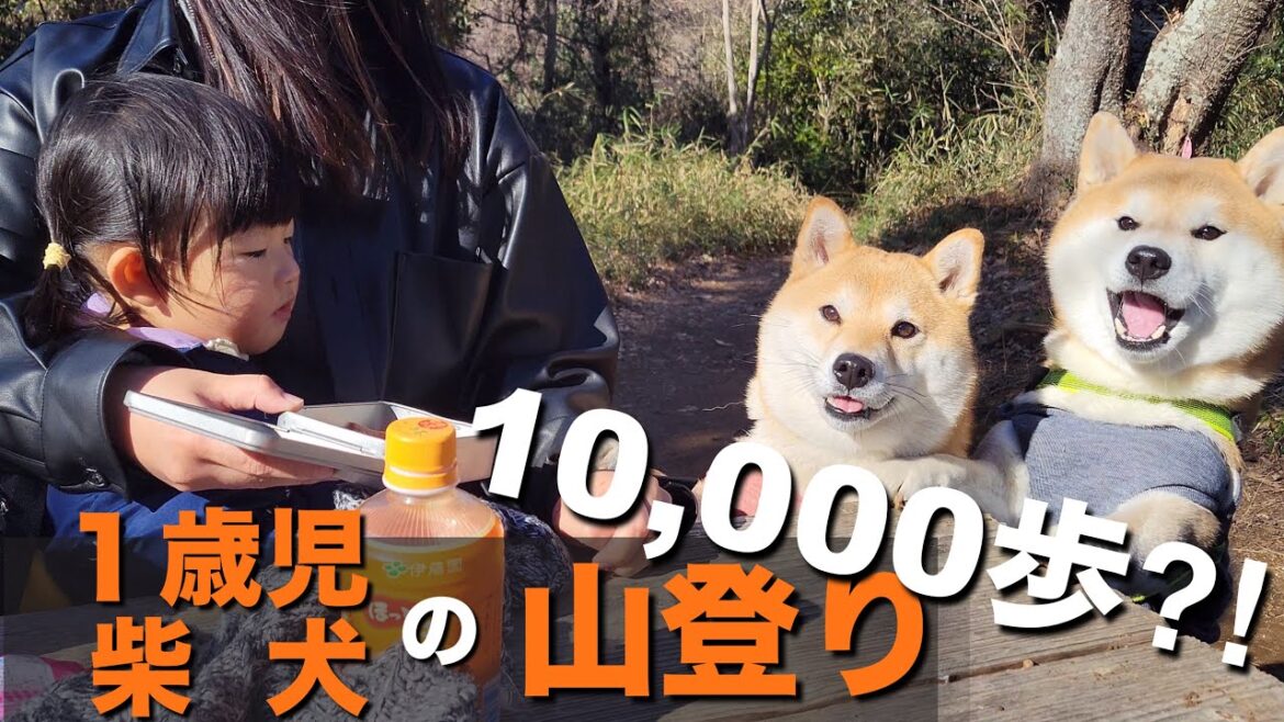 動物園の前を素通りし、過酷な山登りを始めたら…柴犬＆１歳児の反応