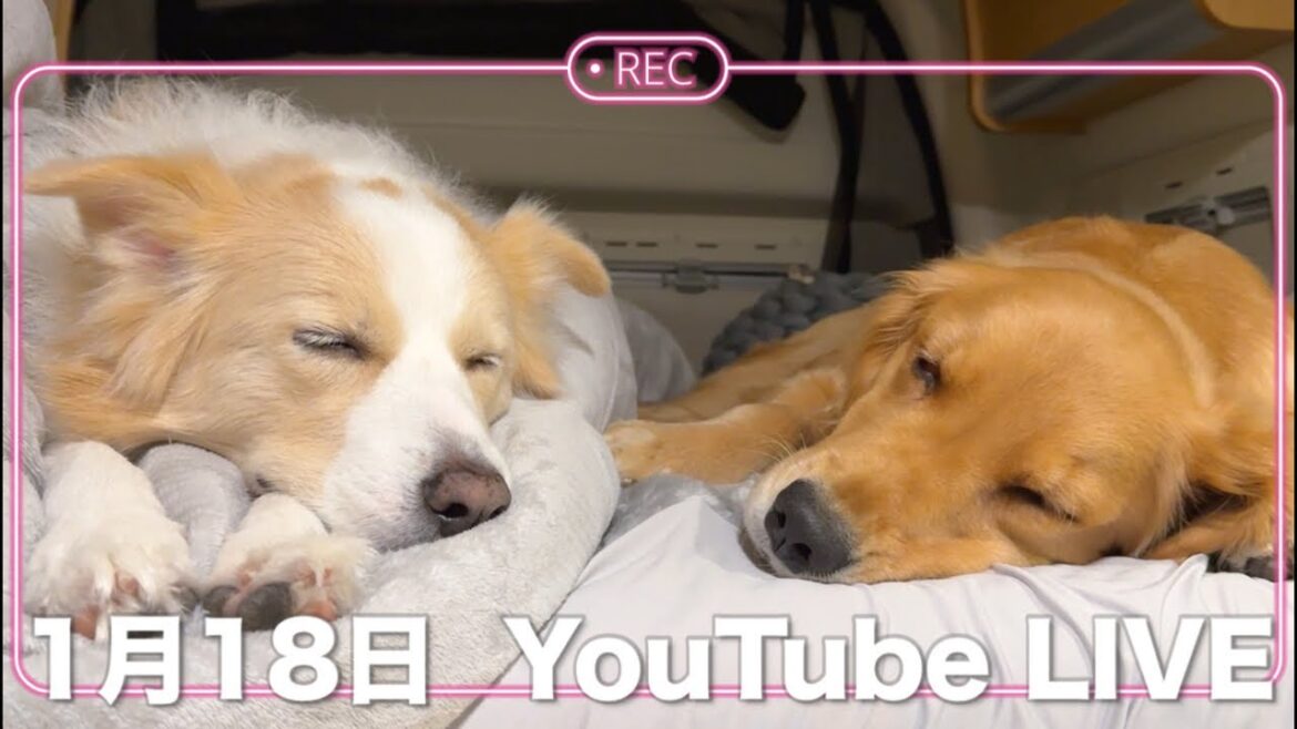 怪我したので旅はお休み中です🙇次の目的地を決めたい!!