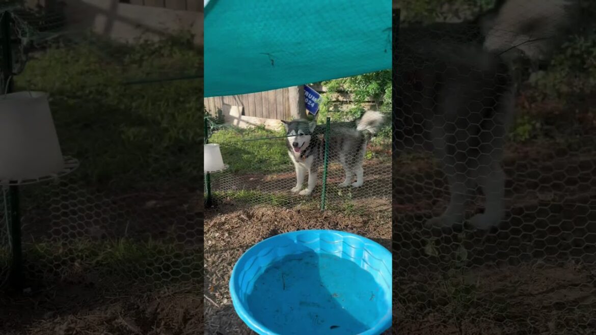 Wolf At The Chicken Coop Door #shorts #alaskanmalamute