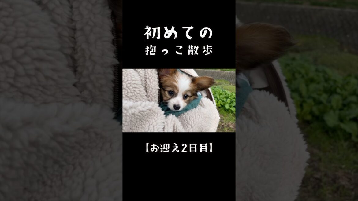 初めての抱っこ散歩　　#shorts  #犬 #パピヨン