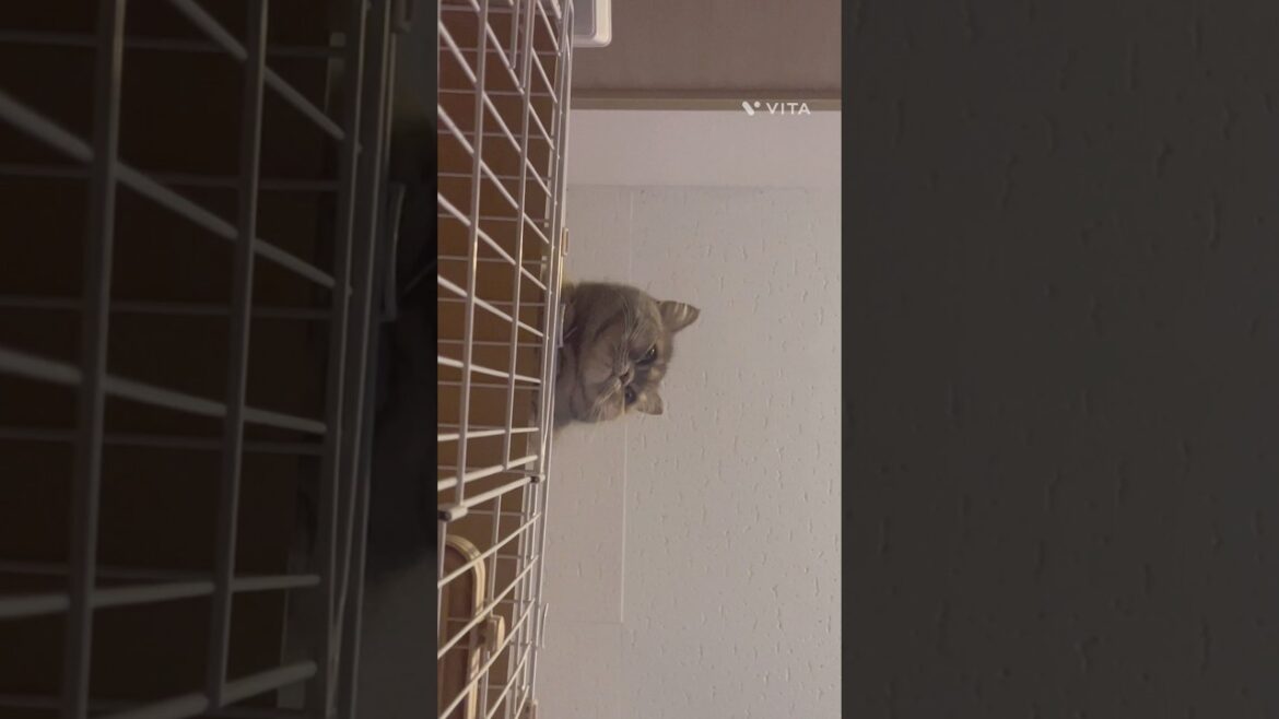 「ケージの上から」 #猫 #ミヌエット #マンチカン #cutecat