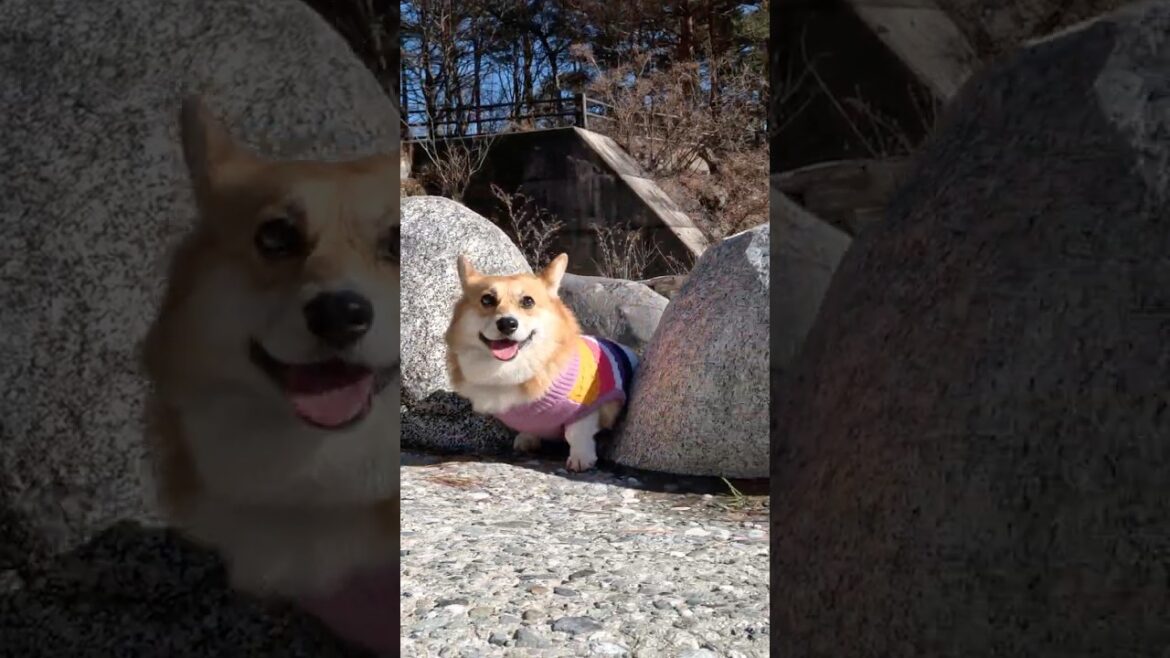 岩の間を楽しそうにすり抜けてくるコーギー / The Corgi is having a blast squeezing through the rocks #corgi #コーギー #サクラ