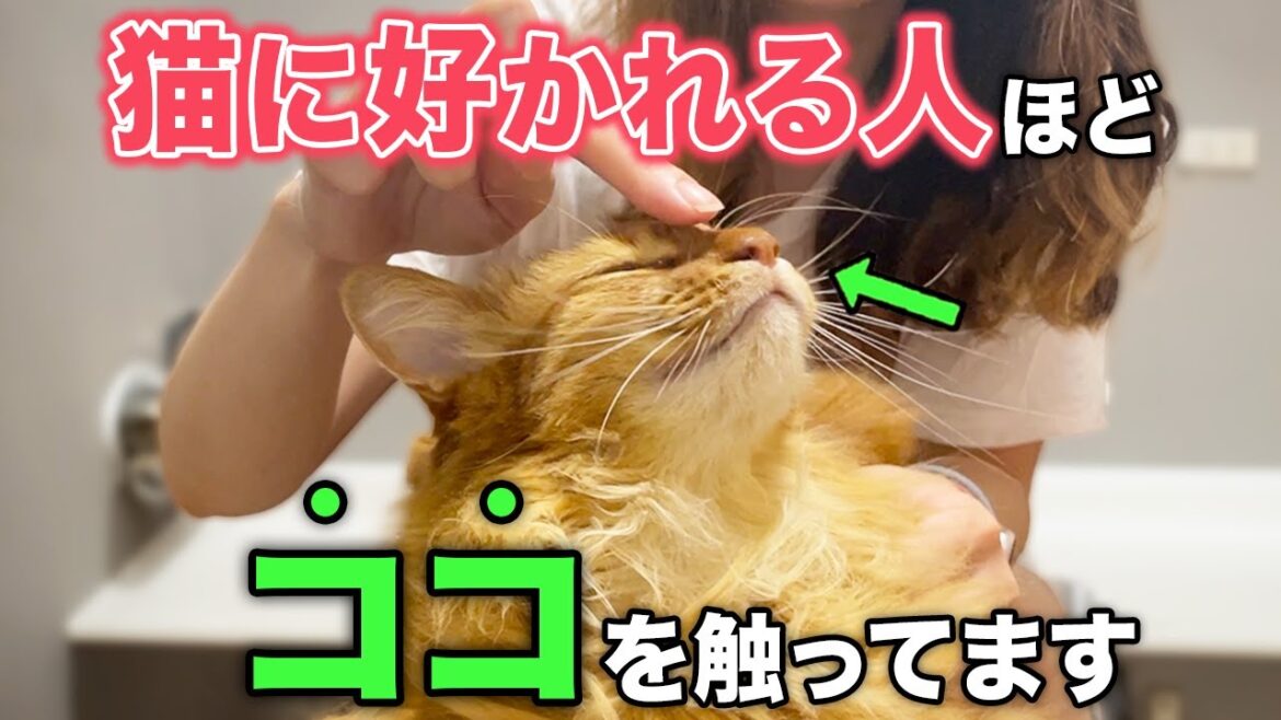 猫に好かれる人はここを触っている！猫の大喜びスポット5選