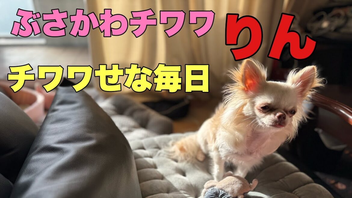 ぶさかわチワワりん。平凡なチワワせな毎日