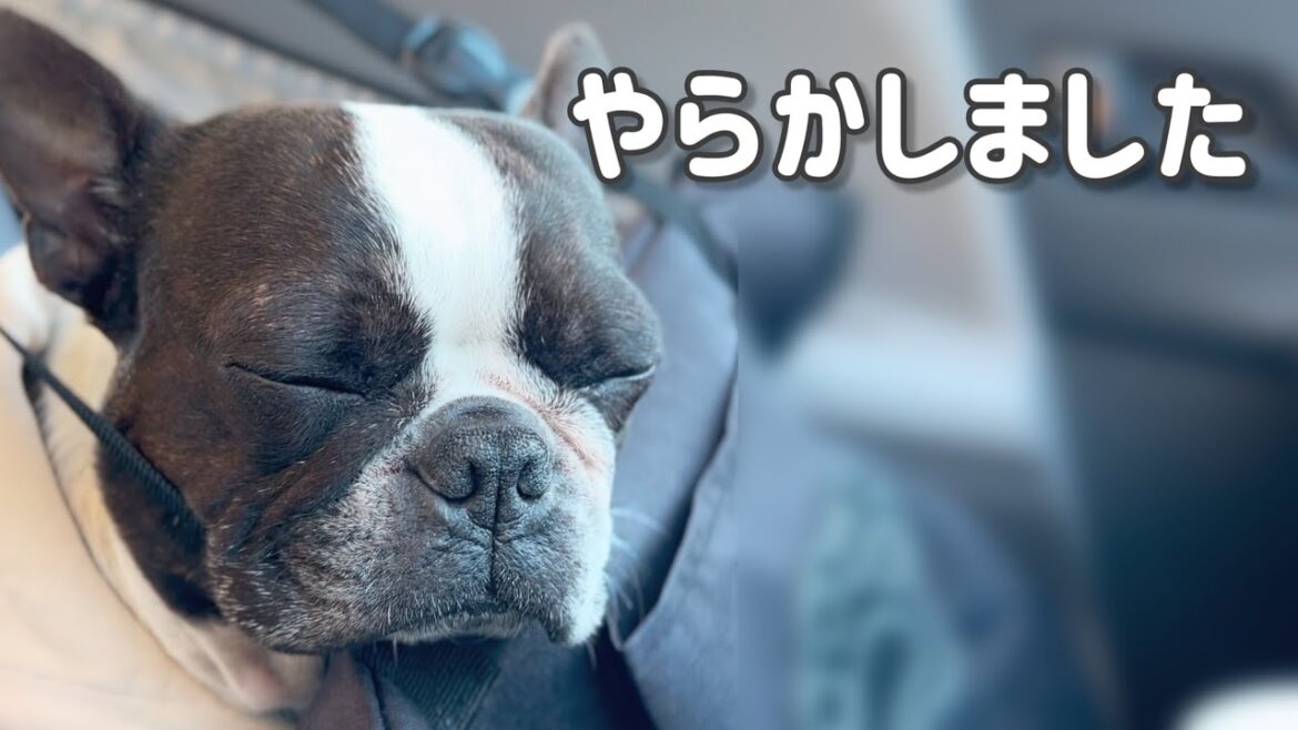 やらかしたっていいじゃない、人間だもの/寝込んだ年末年始/主役はボストンテリアです