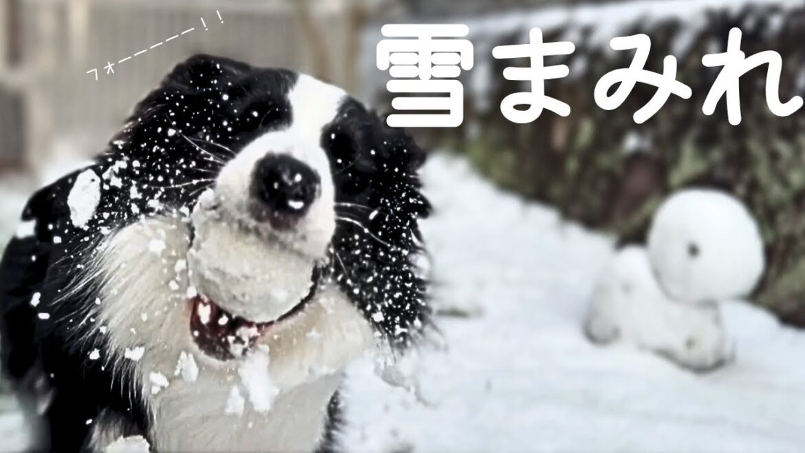 【雪遊び】福岡にも雪！雪が大好きなボーダーコリーが暴走しましたｗ