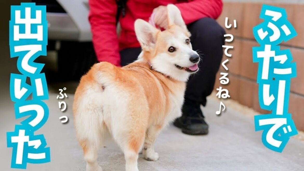 パパと愛犬が、朝からいそいそと家を出ていきました。【コーギー犬】 パパと愛犬が、朝からいそいそと家を出ていきました。【コーギー犬】