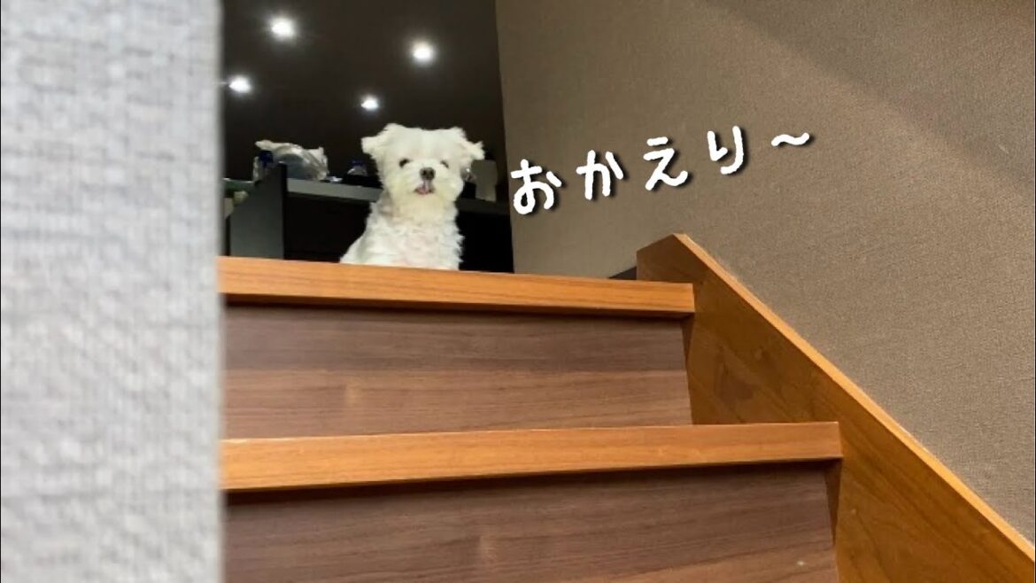愛犬にお土産を買わずに帰宅した結果…