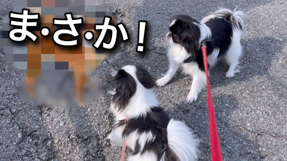 【驚愕】えっ！希少犬の狆と散歩に出た直後、目を疑う出来事が...
