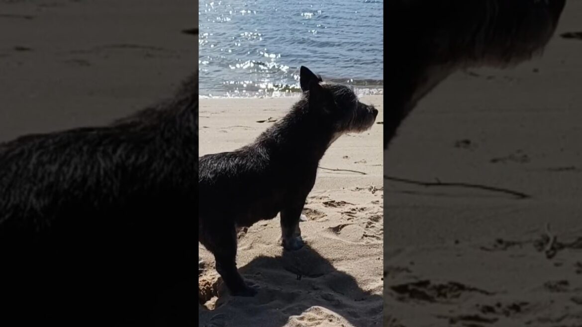River Cairn #cairnterrier #puppy #dog