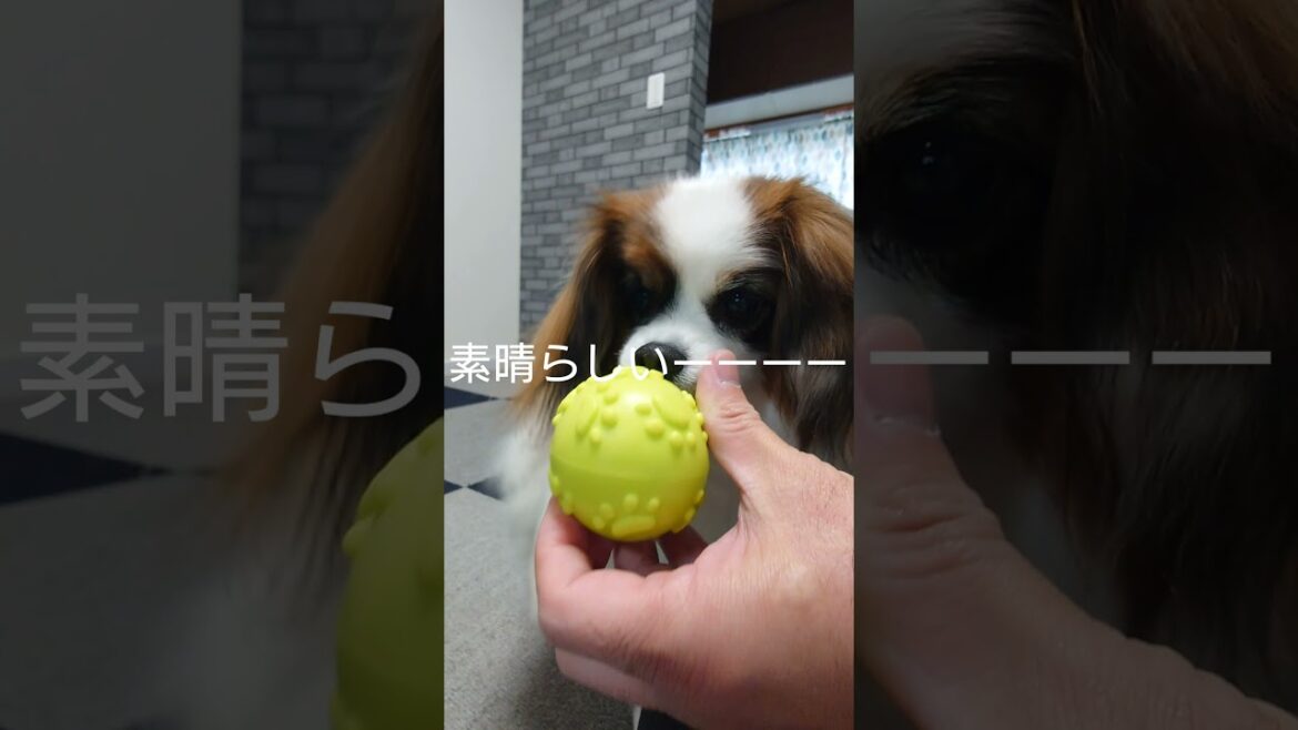 剥ぎ取りチャンス到来 #可愛い犬 #パピヨン #犬のおもちゃ