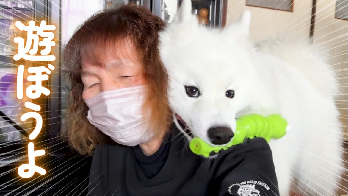 ばあちゃんをぐいぐい容赦なく遊びに誘おうとする犬がかわいすぎました！