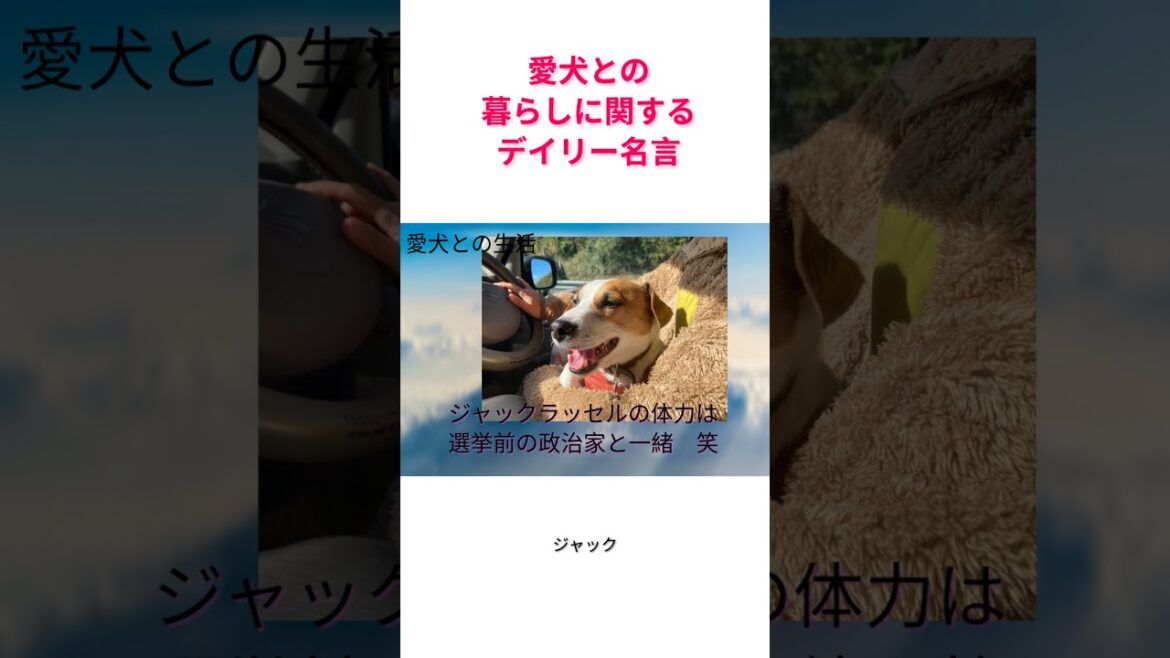 愛犬との生活デイリー名言②ジャックラッセル最高！　#あしゅらごん　#shorts