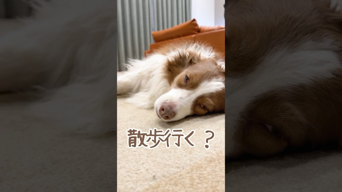 寝ている犬に散歩行くか聞いてみた反応が可愛すぎました…🥺【ボーダーコリー・オーストラリアンシェパード】#shorts