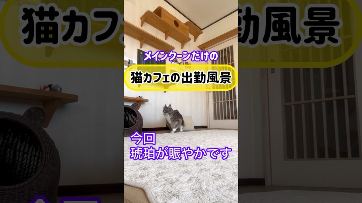 メインクーンだけの【猫カフェの出勤風景】#cat #cooncat #mainecoon #もふ