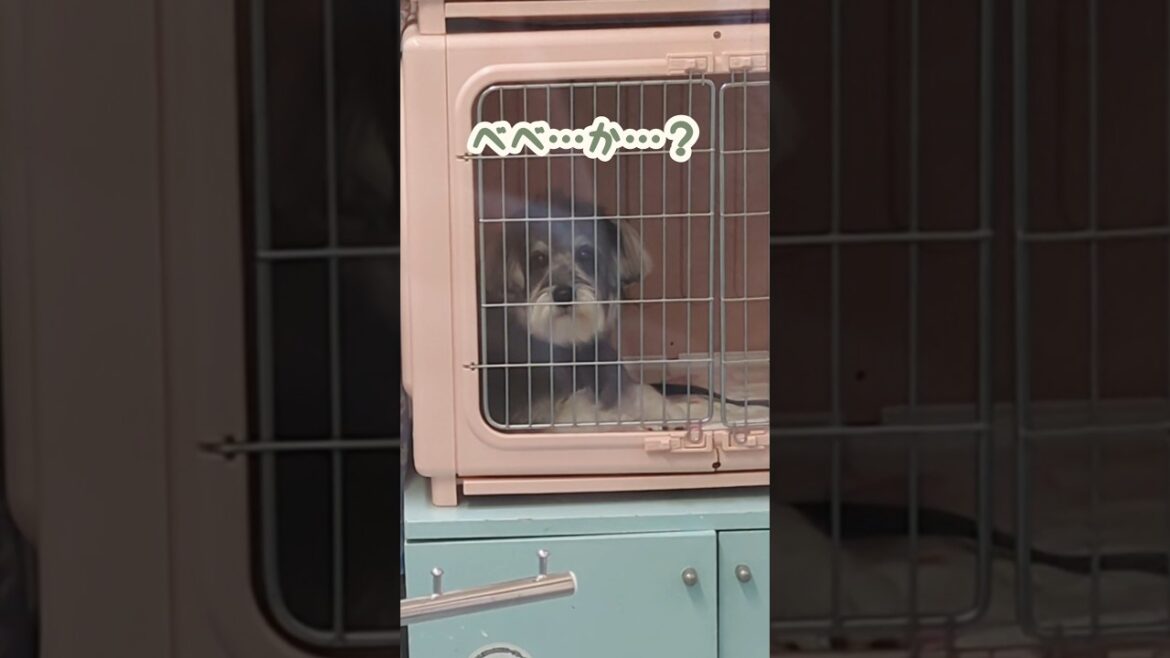 予想の斜め上の可愛さで帰ってきた #miniatureschnauzer #schnauzer #dog #ミニチュアシュナウザー #シュナウザー #犬のいる生活