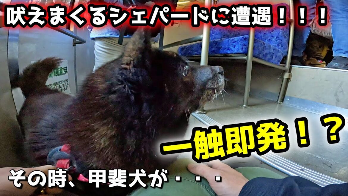 吠え続けるシェパードに遭遇！甲斐犬の対応が・・・【御岳山初詣編：序章】