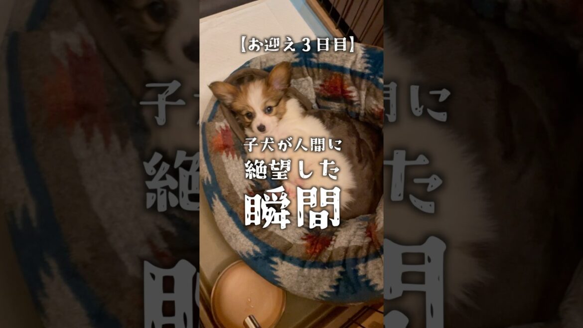 子犬が人間に絶望する瞬間　#shorts  #犬 #パピヨン #papillon #可愛い