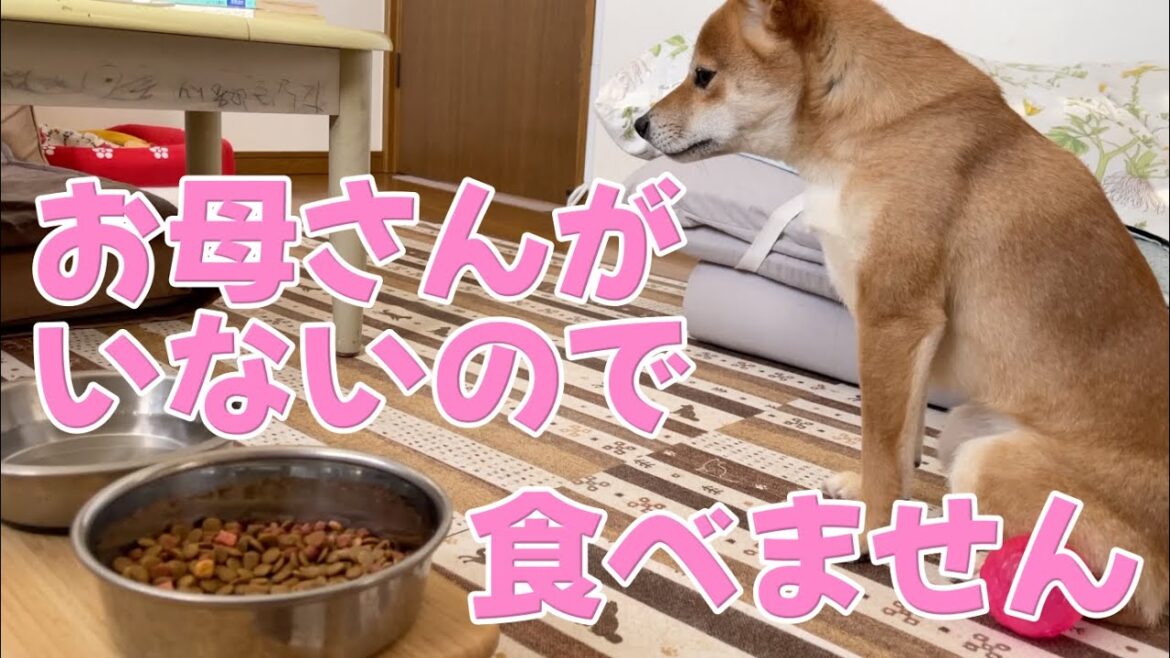 【食事拒否】お母さんが来ないので食べません 柴犬小夏 【食事拒否】お母さんが来ないので食べません 柴犬小夏