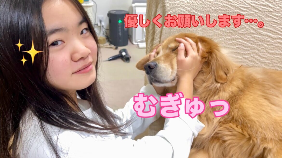 もみくちゃにされながらも娘だから許してしまう大型犬クッキー【ゴールデンレトリバーとミニチュアダックスフンド】 もみくちゃにされながらも娘だから許してしまう大型犬クッキー【ゴールデンレトリバーとミニチュアダックスフンド】