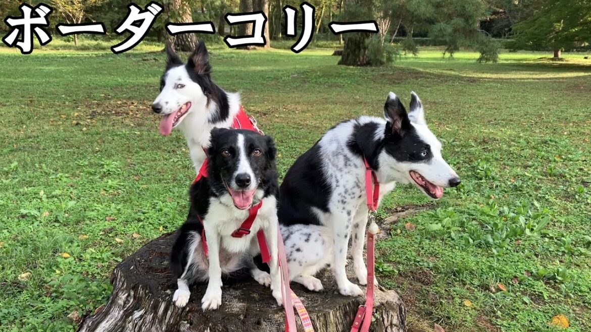 ボーダーコリーと過ごす1年お見せします【ボーダーコリー3姉妹】