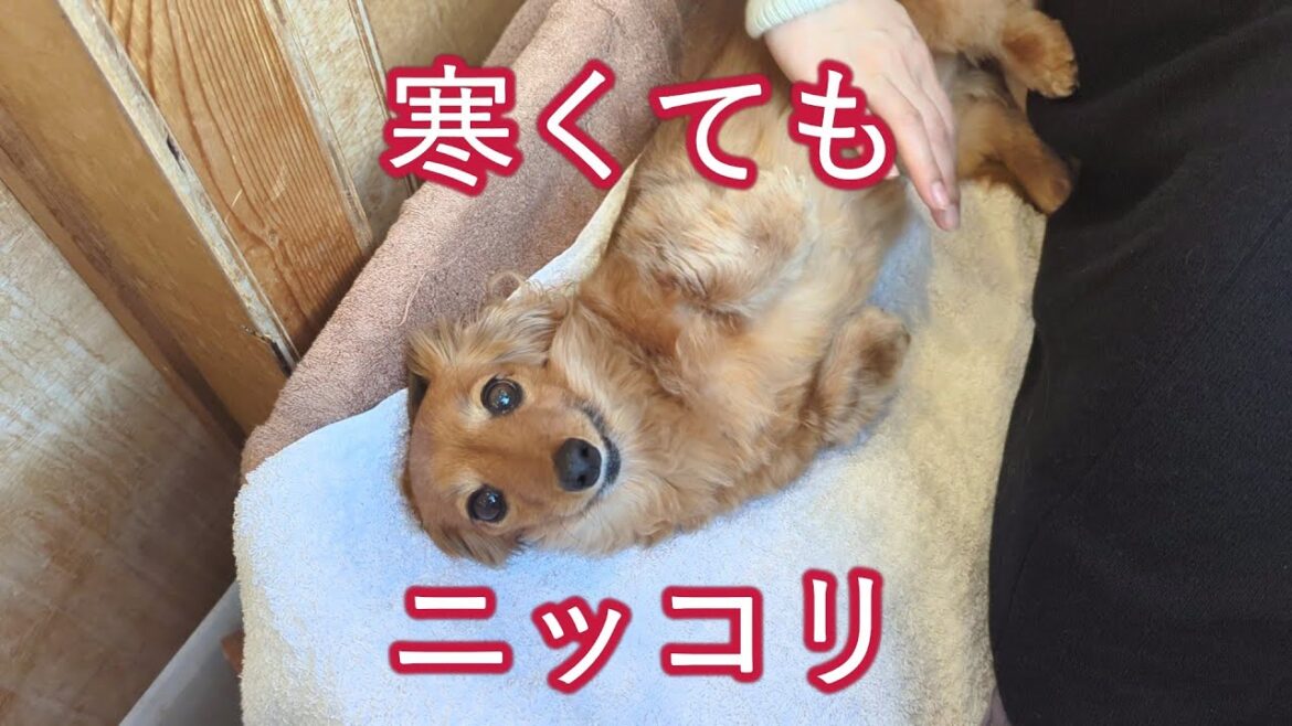 【寒すぎ】急に寒くなった冬の過ごし方【カニンヘンダックスえびすの日常】 【寒すぎ】急に寒くなった冬の過ごし方【カニンヘンダックスえびすの日常】