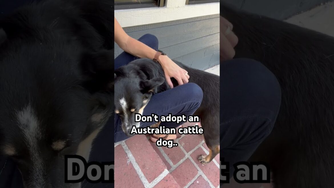 Don’t adopt an Australian cattle dog #acd #blueheeler #shorts #rescuedog #dog #shelterdog #farm