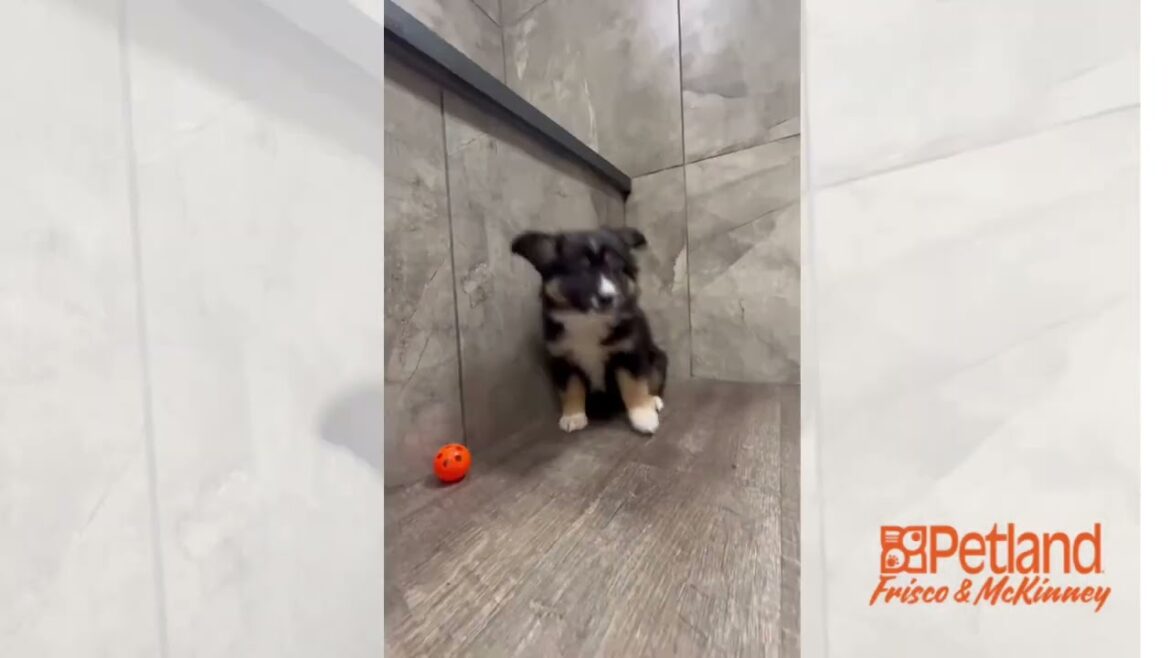 Miniature Australian Shepherd, Female ￼35233