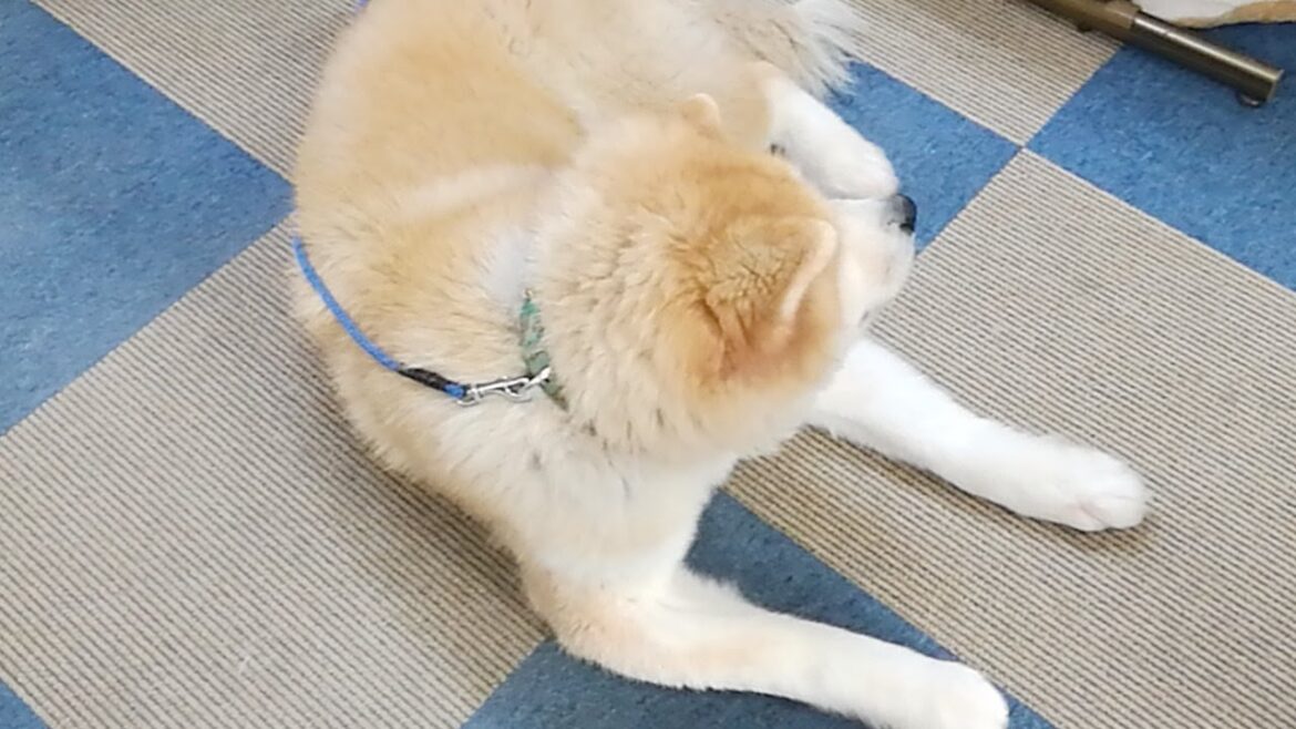 秋田犬会館配信！