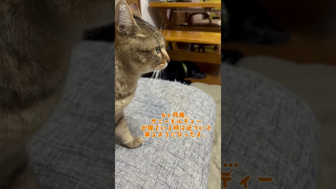だんだん距離が近づいてきた2匹だけど… #フラットコーテッドレトリバー #dog #大型犬 #cat