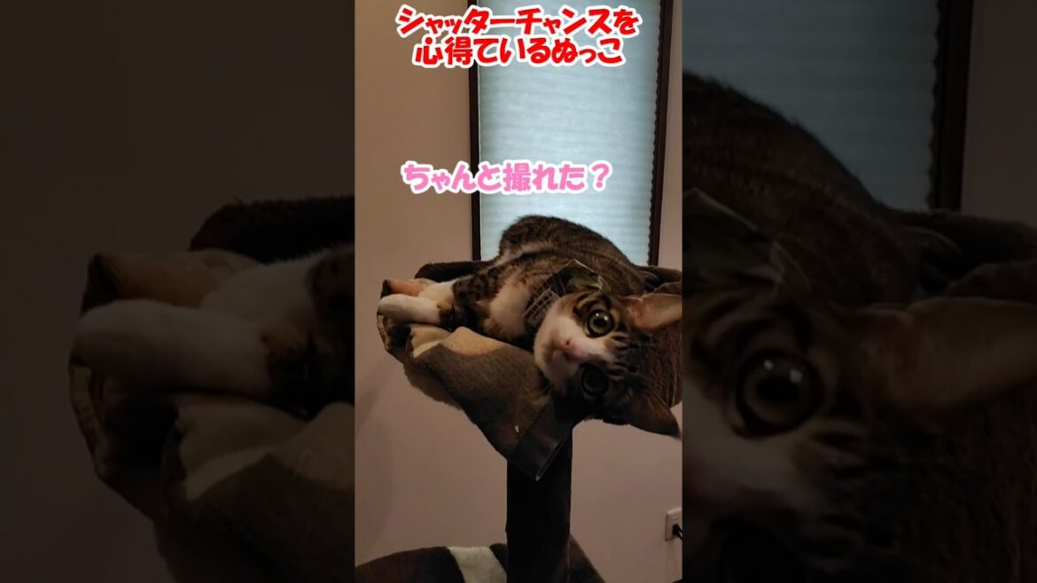 シャッターチャンスを心得ているぬっこ【保護猫】【コーイケルホンディエ】
