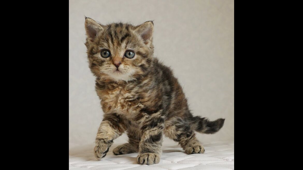 セルカークレックス子猫 Selkirk Rex 2024.12.6産まれ ブラウンタビー 巻き毛 女の子 シーダキャット猫のお店 セルカークレックス子猫 Selkirk Rex 2024.12.6産まれ ブラウンタビー 巻き毛 女の子 シーダキャット猫のお店