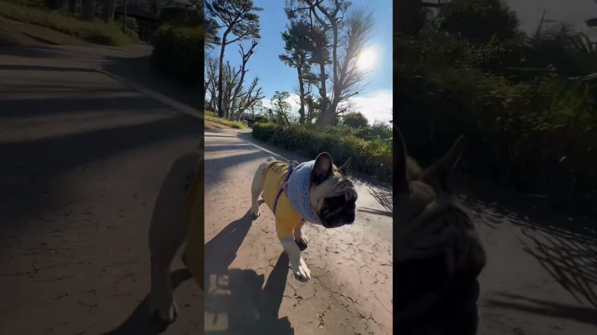 おはよう☀️フレンチブルドッグの看板犬ぶーちゃん#shorts