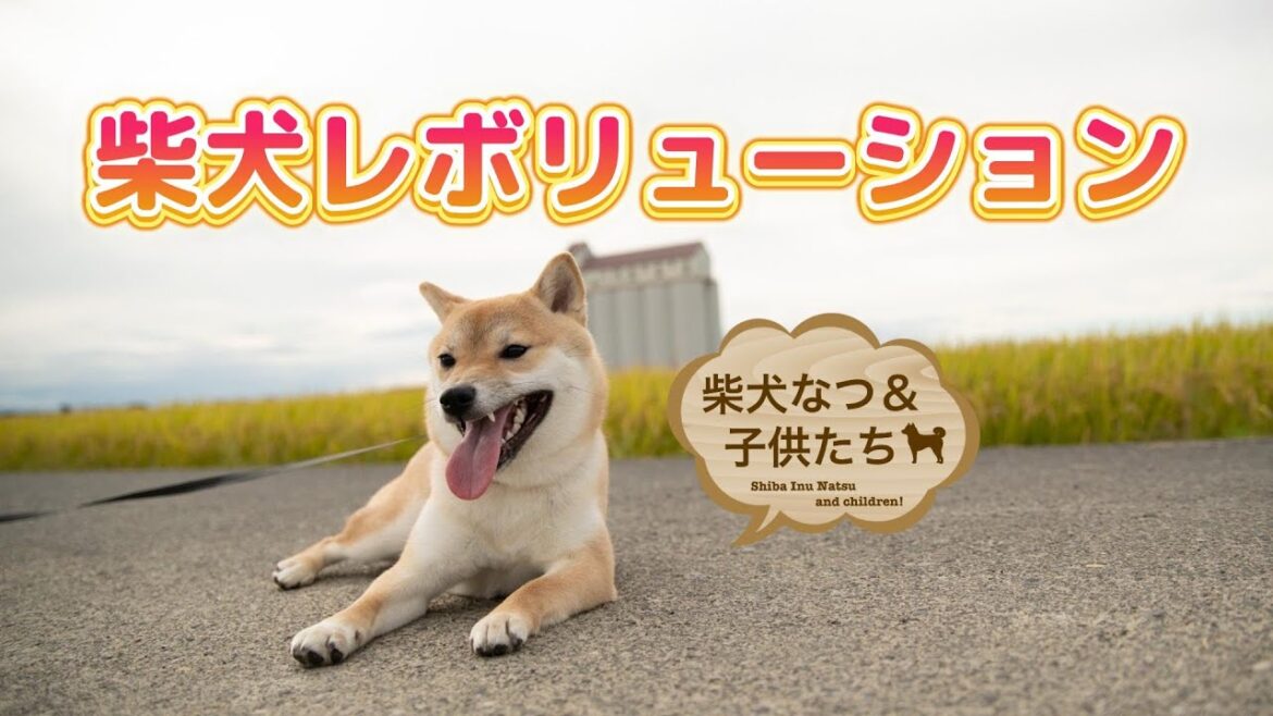 柴犬の歌「柴犬レボリューション」PVなつファミリー!#柴犬 #子犬 #dog #shibainu 柴犬の歌「柴犬レボリューション」PVなつファミリー!#柴犬 #子犬 #dog #shibainu