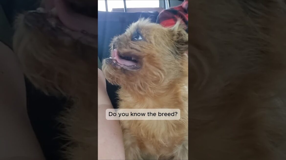 Such an adorable dog! Do you know the breed?