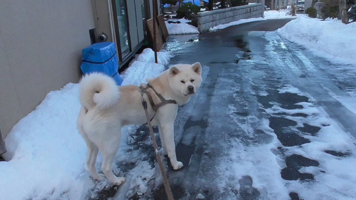 【秋田犬ゆうき】大人なので雪遊びに興じる飼い主には付き合わず黙って雪のにおいを嗅ぐ【akita dog】